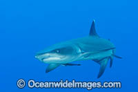 Whitetip Reef Shark Photo - Gary Bell