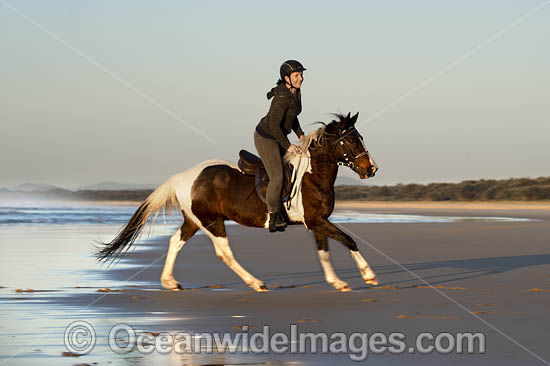 Horseriding Coffs Harbour photo