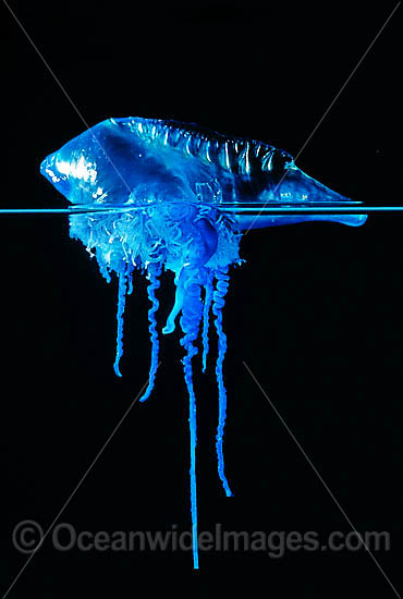 Portuguese man o' war (Physalia physalis). Also known as the Blue Bottle, Blue Bubble and Portuguese Man-of-War. Venomous, capable of producing a very painful and powerful sting. Found throughout the world. Photo taken off Coffs Harbour, NSW, Australia. Photo - Gary Bell Portuguese man o' war (Physalia physalis). Also known as the Blue Bottle, Blue Bubble and Portuguese Man-of-War. Venomous, capable of producing a very painful and powerful sting. Found throughout the world. Photo taken off Coffs Harbour, NSW, Australia. Photo - Gary Bell