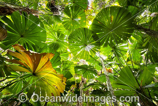 Fan Palm forest Queensland photo