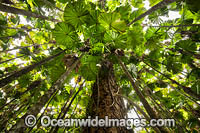 Fan Palm forest Queensland Photo - Gary Bell