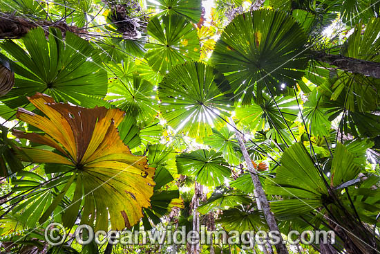 Fan Palm forest Queensland photo Fan Palm forest Queensland photo