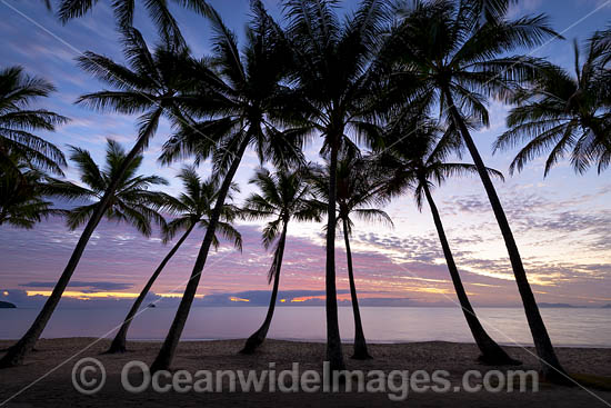 Cairns Palm Cove sunrise photo