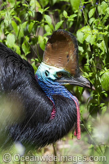 Southern Cassowary (Casuarius casuarius). Dangerous bird when provoked - has attacked and killed people. Tropical Rainforest, North Queensland, Australia. Rare and endangered. Protected species. Photo - Gary Bell