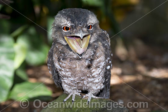 Papuan Frogmouth (Podargus papuensis). Found on edges of rainforests and monsoon forests throughout Cape York Peninsula, north Queensland, Australia. Also Papua New Guinea Photo - Gary Bell Papuan Frogmouth (Podargus papuensis). Found on edges of rainforests and monsoon forests throughout Cape York Peninsula, north Queensland, Australia. Also Papua New Guinea Photo - Gary Bell