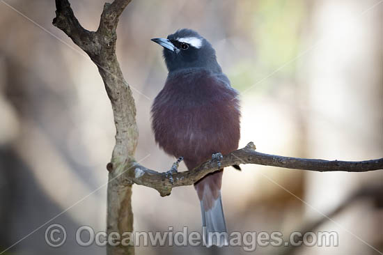 White-browed Woodswallow photo