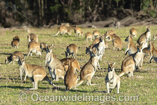 Agile Wallaby (Macropus agilis). Also known as the Sandy Wallaby. Found in northern Australia and New Guinea. Photo taken near Cairns, Far North Queensland, Australia. Photo - Gary Bell