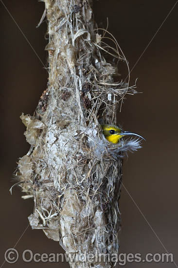 Olive-backed Sunbird (Cinnyris jugularis), female in its nest. Also known as Yellow-bellied Sunbird. Fund from Southern Asia to Australia. Photo taken near Cairns, Queensland, Australia. Photo - Gary Bell