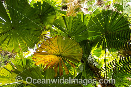 Fan Palm Forest photo