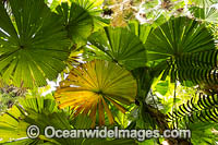 Fan Palm Forest Photo - Gary Bell