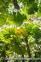 Fan Palm Forest Photo - Gary Bell