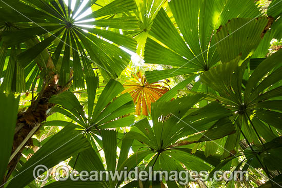 Fan Palm Forest photo
