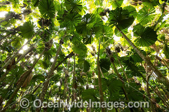 Fan Palm Forest photo