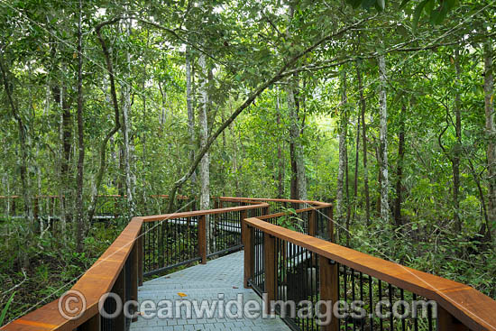 Mangrove Boardwarlk photo