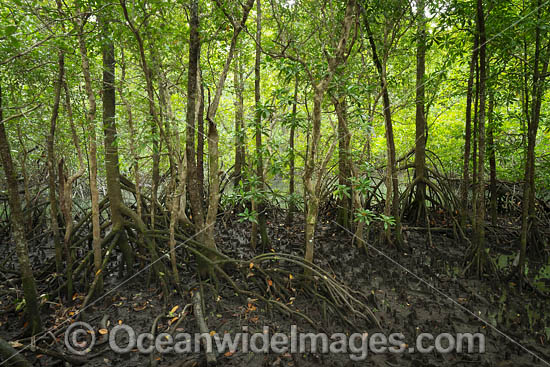 Mangrove Forest, situated on the Marrdja Coastal Boardwalk, Cape Tribulation, Far North Queensland, Australia. Photo - Gary Bell