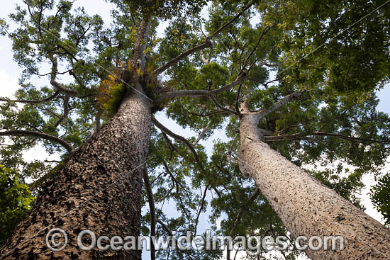 Giant Kauri Pines photo