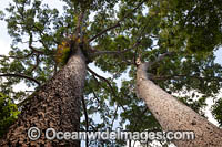 Giant Kauri Pines Photo - Gary Bell