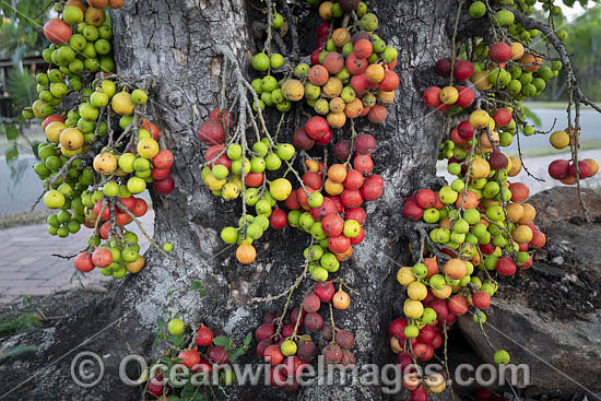Native Cluster Fig Tree (Ficus racemosa), showing the fruit attached to tree trunk. Found in dry rainforests of Australia. Also occurs in SE Asia and Malaysia. Photo taken in Port Douglas, Qld, Australia. Photo - Gary Bell Native Cluster Fig Tree (Ficus racemosa), showing the fruit attached to tree trunk. Found in dry rainforests of Australia. Also occurs in SE Asia and Malaysia. Photo taken in Port Douglas, Qld, Australia. Photo - Gary Bell