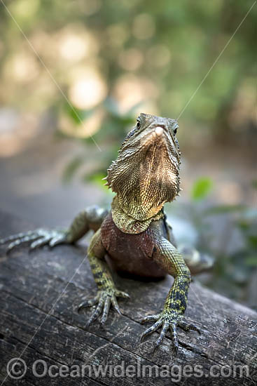 Australian Water Dragon (Physignathus lesueurii). Also known as Eastern Water Dragon. Found on the east coast of Australia from Victoria north to Queensland. A small population also exists on the south-east coast of South Australia. Photo - Gary Bell
