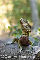 Water Dragon Australia Photo - Gary Bell