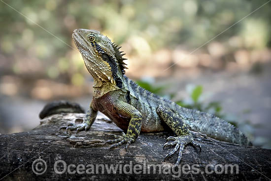 Water Dragon Australia photo