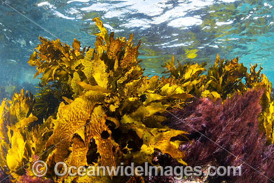 Kelp Montague Island photo