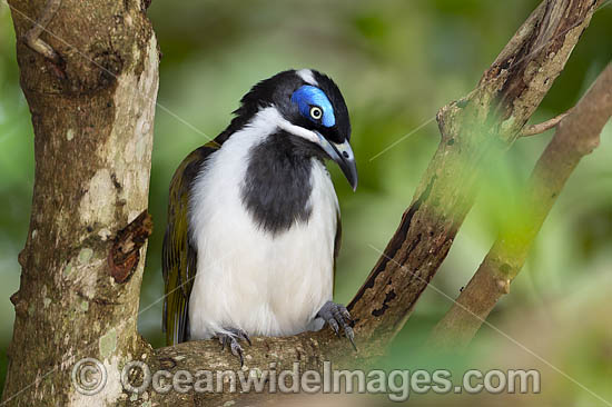 Blue-faced Honeyeater (Entomyzon cyanotis). Also known as Bananabird. Found in woodlands, parks and gardens in northern and eastern Australia. Photo taken in Coffs Harbour, NSW, Australia. Photo - Gary Bell Blue-faced Honeyeater (Entomyzon cyanotis). Also known as Bananabird. Found in woodlands, parks and gardens in northern and eastern Australia. Photo taken in Coffs Harbour, NSW, Australia. Photo - Gary Bell