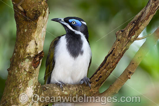 Blue-faced Honeyeater (Entomyzon cyanotis). Also known as Bananabird. Found in woodlands, parks and gardens in northern and eastern Australia. Photo taken in Coffs Harbour, NSW, Australia. Photo - Gary Bell Blue-faced Honeyeater (Entomyzon cyanotis). Also known as Bananabird. Found in woodlands, parks and gardens in northern and eastern Australia. Photo taken in Coffs Harbour, NSW, Australia. Photo - Gary Bell