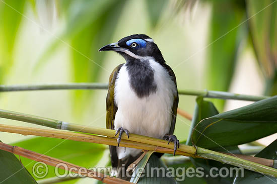 Blue-faced Honeyeater (Entomyzon cyanotis). Also known as Bananabird. Found in woodlands, parks and gardens in northern and eastern Australia. Photo taken in Coffs Harbour, NSW, Australia. Photo - Gary Bell Blue-faced Honeyeater (Entomyzon cyanotis). Also known as Bananabird. Found in woodlands, parks and gardens in northern and eastern Australia. Photo taken in Coffs Harbour, NSW, Australia. Photo - Gary Bell