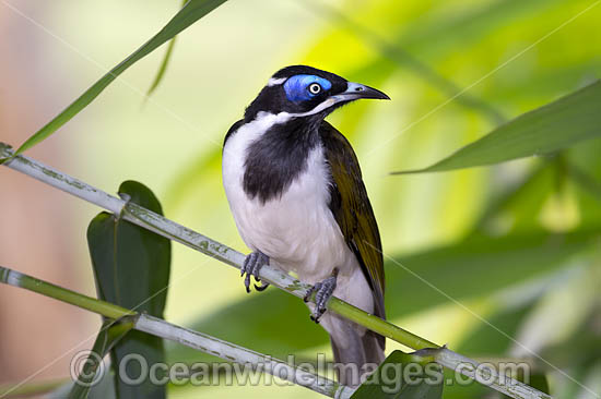 Blue-faced Honeyeater (Entomyzon cyanotis). Also known as Bananabird. Found in woodlands, parks and gardens in northern and eastern Australia. Photo taken in Coffs Harbour, NSW, Australia. Photo - Gary Bell Blue-faced Honeyeater (Entomyzon cyanotis). Also known as Bananabird. Found in woodlands, parks and gardens in northern and eastern Australia. Photo taken in Coffs Harbour, NSW, Australia. Photo - Gary Bell