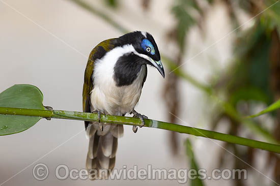 Blue-faced Honeyeater (Entomyzon cyanotis). Also known as Bananabird. Found in woodlands, parks and gardens in northern and eastern Australia. Photo taken in Coffs Harbour, NSW, Australia. Photo - Gary Bell Blue-faced Honeyeater (Entomyzon cyanotis). Also known as Bananabird. Found in woodlands, parks and gardens in northern and eastern Australia. Photo taken in Coffs Harbour, NSW, Australia. Photo - Gary Bell