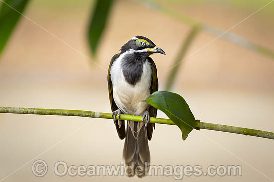 Blue-faced Honeyeater (Entomyzon cyanotis), intermediate stage. Also known as Bananabird. Found in woodlands, parks and gardens in northern and eastern Australia. Photo taken in Coffs Harbour, NSW, Australia. Photo - Gary Bell