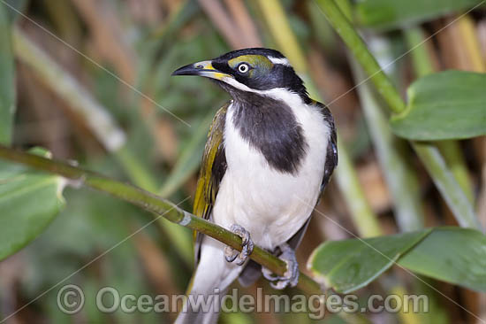 Blue-faced Honeyeater (Entomyzon cyanotis), intermediate stage. Also known as Bananabird. Found in woodlands, parks and gardens in northern and eastern Australia. Photo taken in Coffs Harbour, NSW, Australia. Photo - Gary Bell