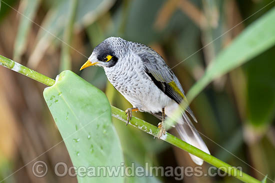 Noisy Miner Coffs Harbour photo Noisy Miner Coffs Harbour photo