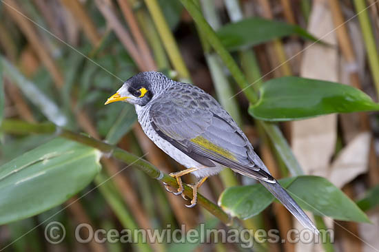 Noisy Miner (Manorina melanotis). Found throughout south-eastern Australia in open forests and woodlands. Photo taken at Coffs Harbour, New South Wales, Australia. Photo - Gary Bell Noisy Miner (Manorina melanotis). Found throughout south-eastern Australia in open forests and woodlands. Photo taken at Coffs Harbour, New South Wales, Australia. Photo - Gary Bell