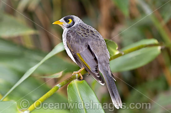 Noisy Miner (Manorina melanotis). Found throughout south-eastern Australia in open forests and woodlands. Photo taken at Coffs Harbour, New South Wales, Australia. Photo - Gary Bell