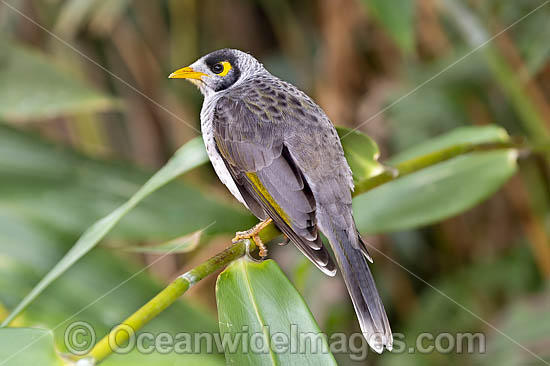 Noisy Miner (Manorina melanotis). Found throughout south-eastern Australia in open forests and woodlands. Photo taken at Coffs Harbour, New South Wales, Australia. Photo - Gary Bell Noisy Miner (Manorina melanotis). Found throughout south-eastern Australia in open forests and woodlands. Photo taken at Coffs Harbour, New South Wales, Australia. Photo - Gary Bell