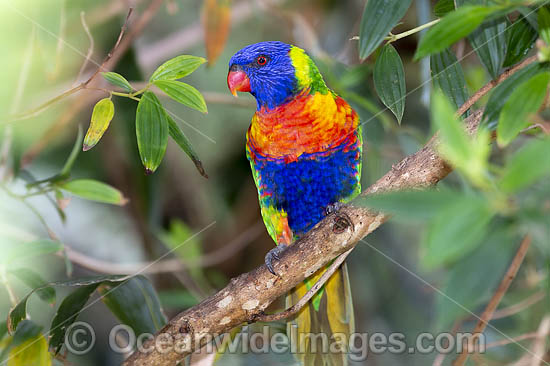 Rainbow Lorikeet (Trichoglossus haematodus). Found in all forests, woodlands and gardens throughout Australia. Photo taken at Coffs Harbour, New South Wales, Australia. Photo - Gary Bell Rainbow Lorikeet (Trichoglossus haematodus). Found in all forests, woodlands and gardens throughout Australia. Photo taken at Coffs Harbour, New South Wales, Australia. Photo - Gary Bell