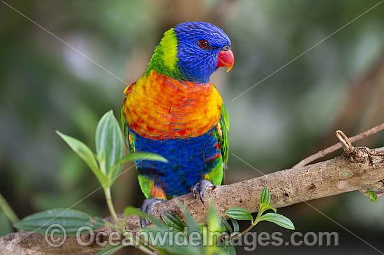 Rainbow Lorikeet photo