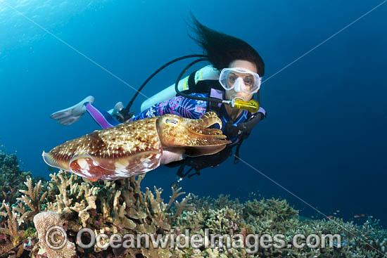 Broadclub Cuttlefish and Diver photo