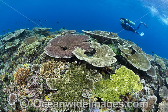 Coral Reef Scene PNG photo