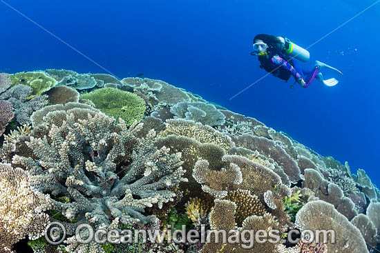Coral Reef Scene PNG photo