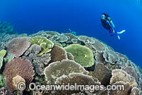 Coral Reef Scene PNG Photo - Gary Bell