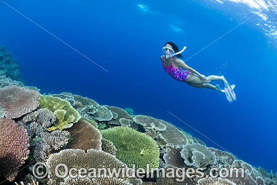 Snorkel Diver and Reef photo