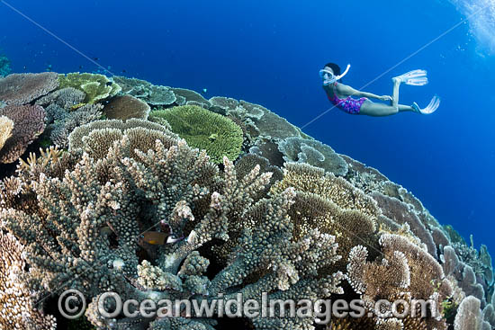 Snorkel Diver and Reef photo