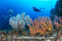 Tropical Reef and Diver Photo - Gary Bell
