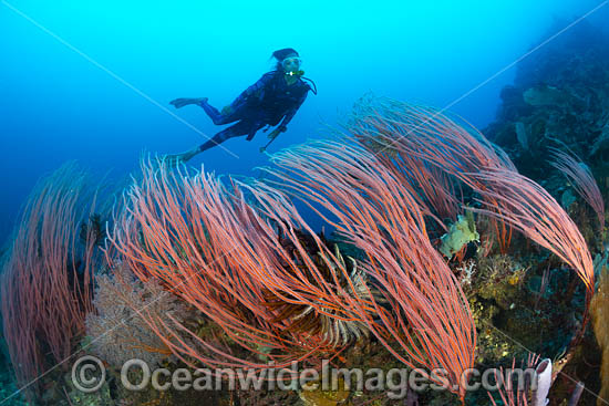 Diver exploring a tropical reef, covered in Red Whip Coral (Ellisella sp.). Kimbe Bay, Papua New Guinea. Photo - Gary Bell