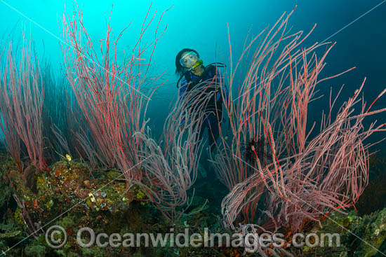 Tropical Reef and Diver photo