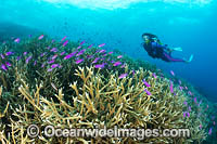 Diver Coral and Fish Photo - Gary Bell
