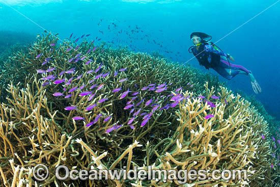 Diver exploring a tropical reef, consisting of Acropora Corals (Acropora sp.) and schooling Purple Fairy Basslets. Kimbe Bay, Papua New Guinea. Photo - Gary Bell